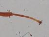 Metopiinae inconnu